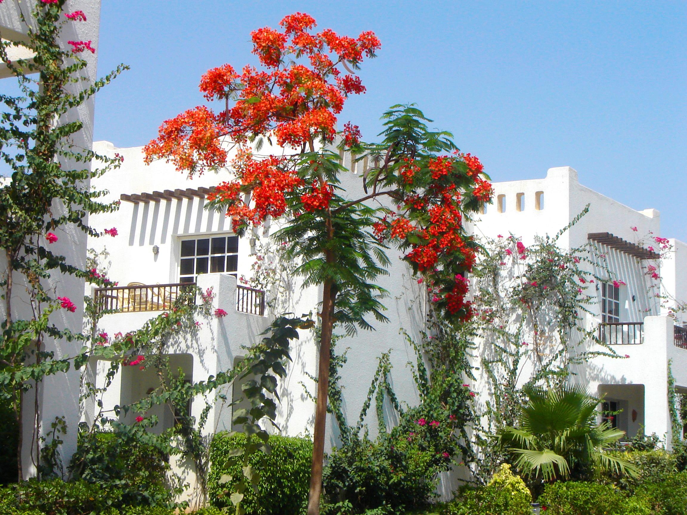 DELTA SHARM RESORT ,Official Web, DELTA RENT, Sharm El Sheikh, South Sinai, Egypt Exterior foto